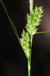 Wire sedge